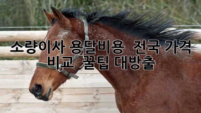 소량이사 용달비용 🚚 전국 가격 비교 & 꿀팁 대방출!